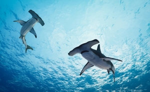 view from below of hammerhead sharks swimming